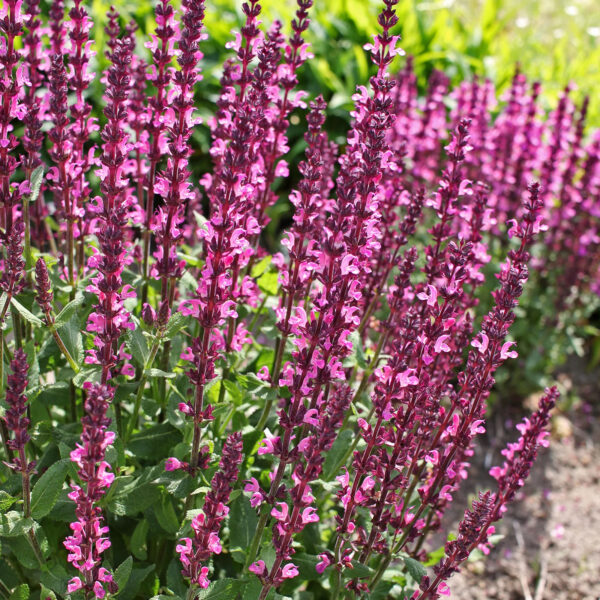 Salvia nemorosa 'Pink Beauty'