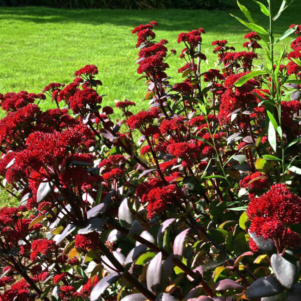 Sedum 'Red Cauli'