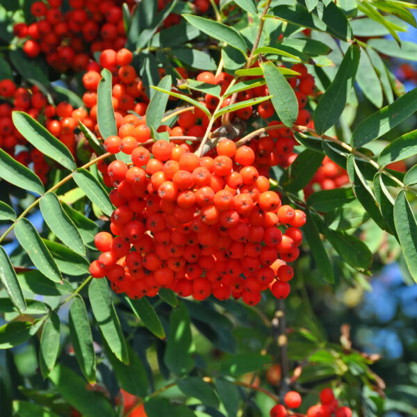 Sorbus aucuparia