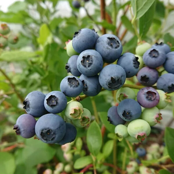 Vaccinium corymbosum 'Gold Traube'