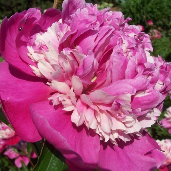 Paeonia lactiflora 'Celebrity' (Qi Hua Lu Shuang)