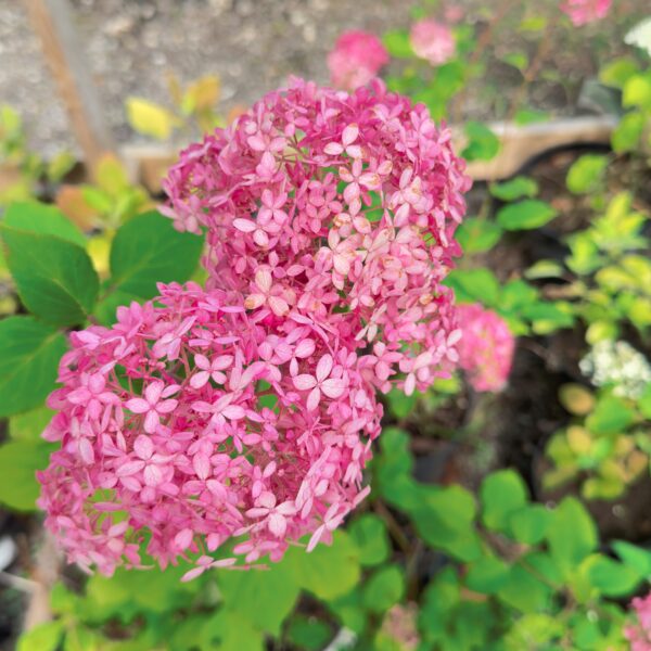 Hydrangea arborescens ‘Sorbet’