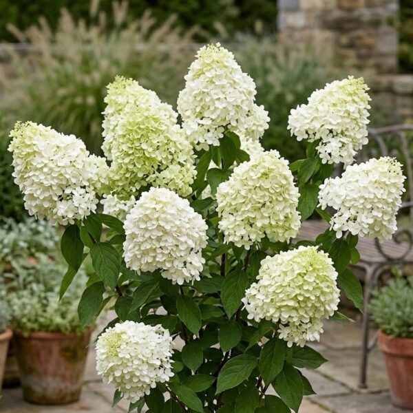 Hydrangea paniculata ‘Whitelight’