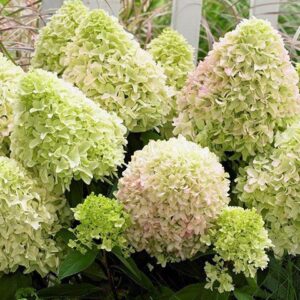 Hydrangea paniculata ‘Bee Happy’