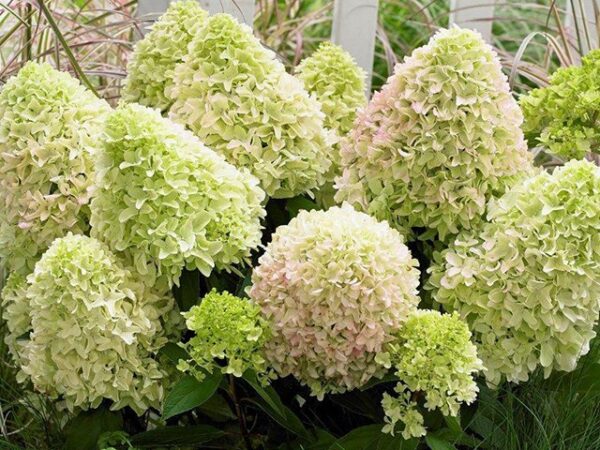 Hydrangea paniculata ‘Bee Happy’