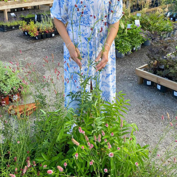 Sanguisorba  'Arnhem'