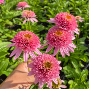 Echinacea  'Butterfly Kisses'