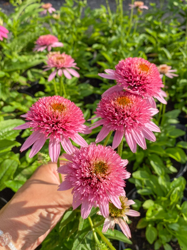 Echinacea  'Butterfly Kisses'