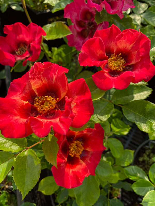 Rosa 'Babylon Sunshine Eyes'
