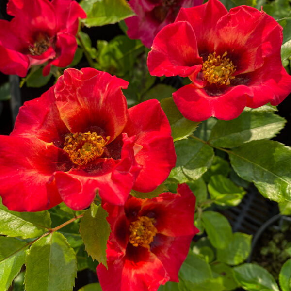 Rosa 'Babylon Sunshine Eyes'