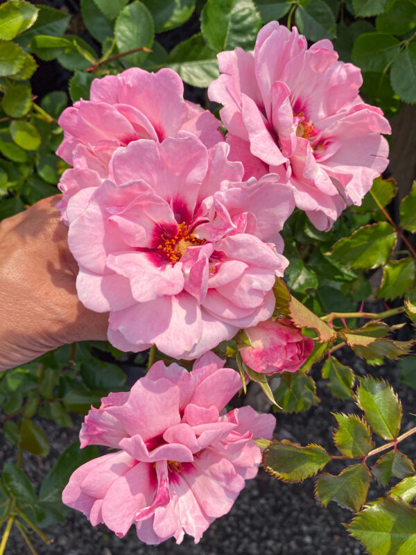 Rosa 'AngelBright Eyes Chewdelight'