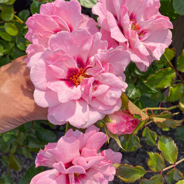 Rosa 'AngelBright Eyes Chewdelight'