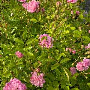 Rosa 'The Fairy'