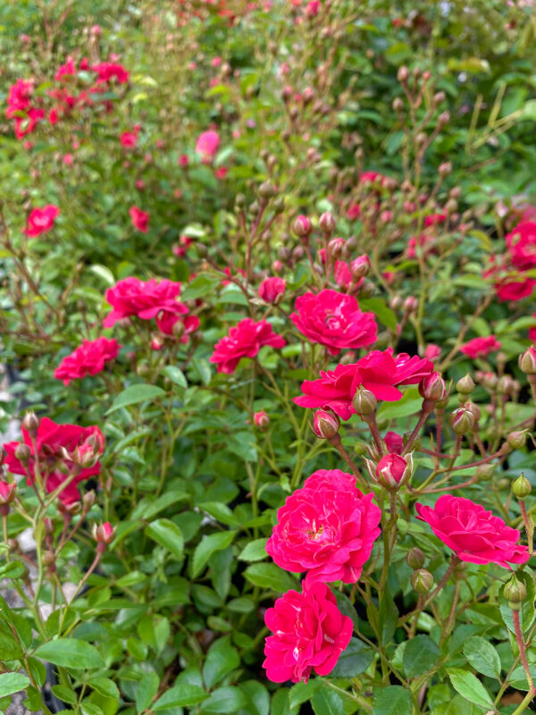 Rosa ‘Pink The Fairy’