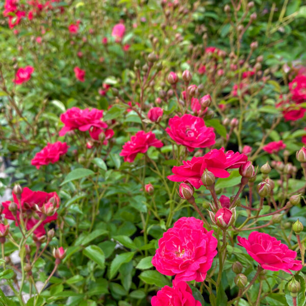 Rosa ‘Pink The Fairy’