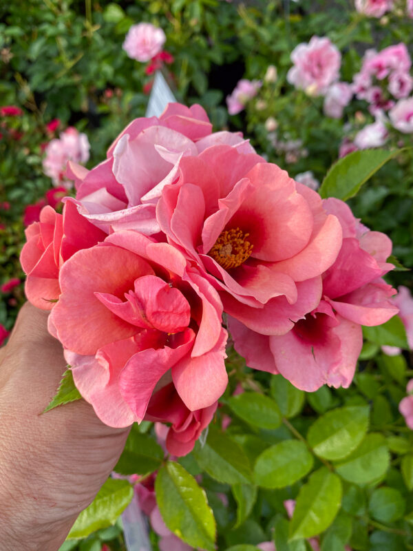 Rosa 'Babylon Maestro Eyes'