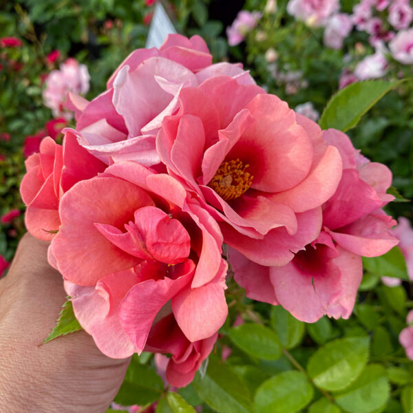 Rosa 'Babylon Maestro Eyes'