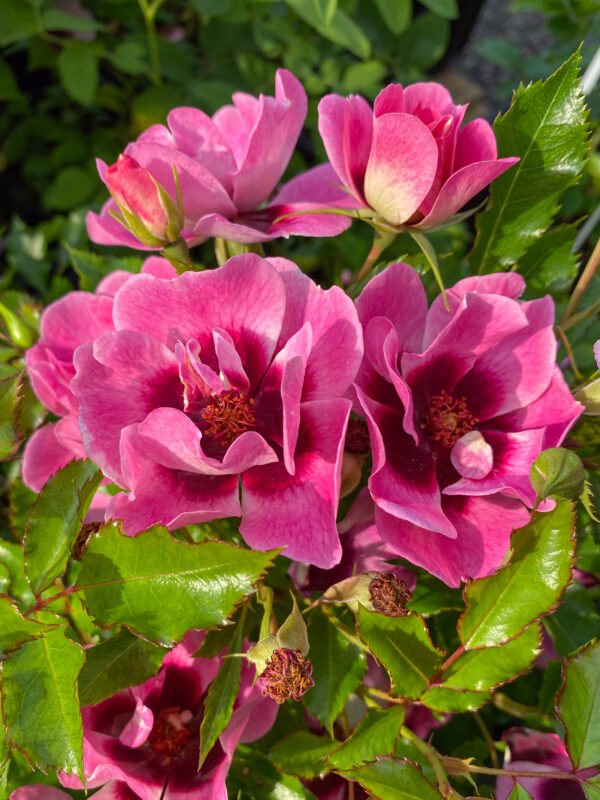 Rosa ‘Babylon Trendy Eyes’