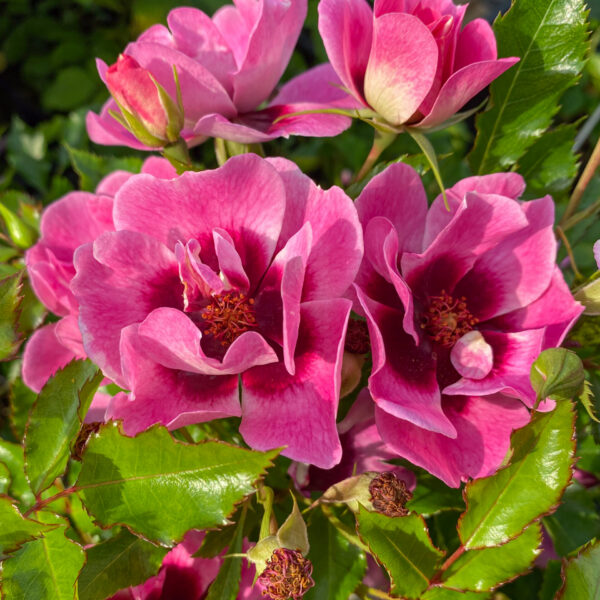 Rosa ‘Babylon Trendy Eyes’