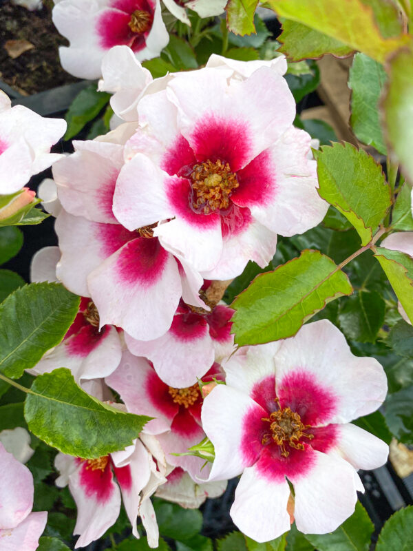 Rosa 'Babylon Bravo Eyes' — изображение 2