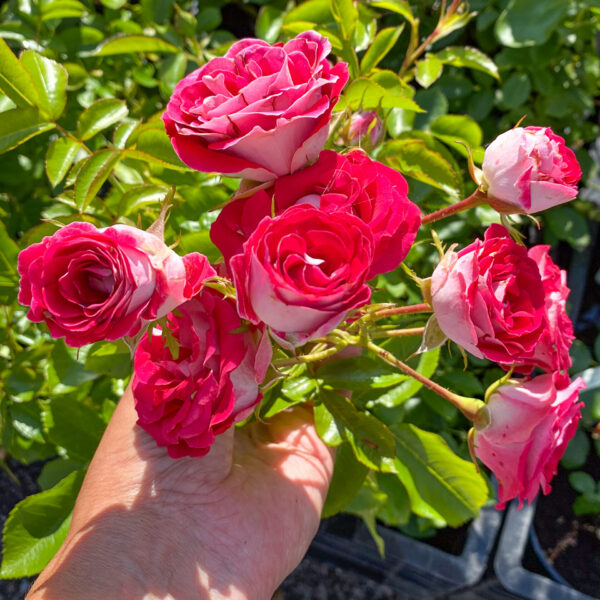 Rosa 'Schöne Koblenzerin'