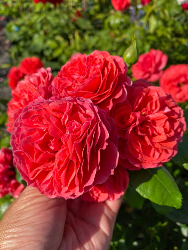 Rosa ‘Cherry Girl’
