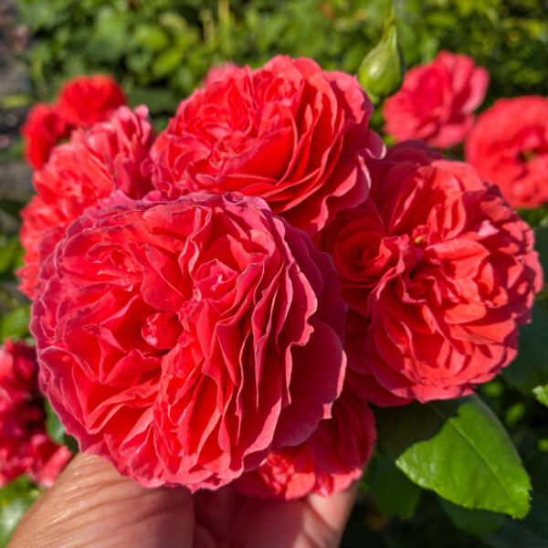 Rosa ‘Cherry Girl’