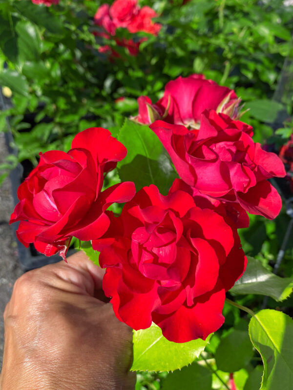 Rosa ‘Black Forest Rose’