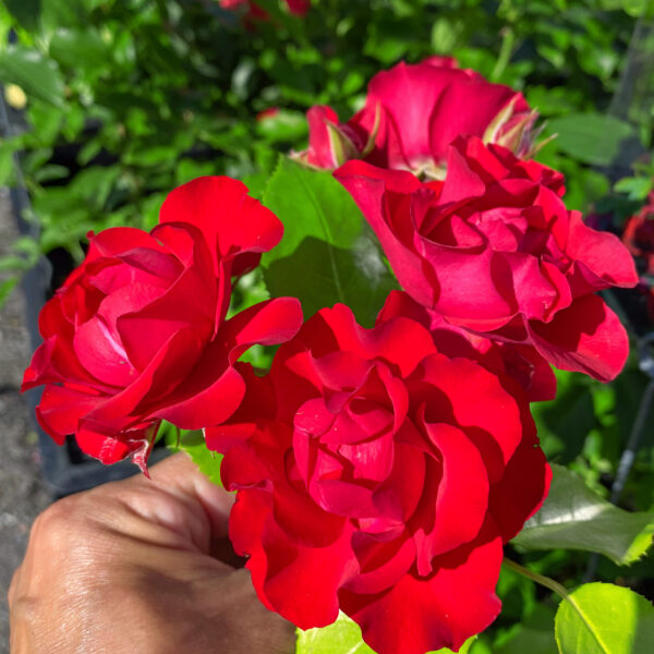 Rosa ‘Black Forest Rose’