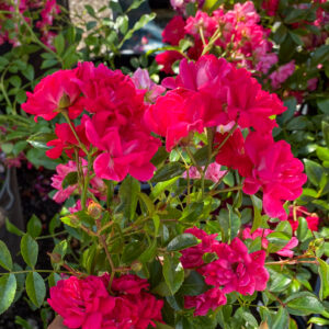 Rosa 'Fairy Queen'