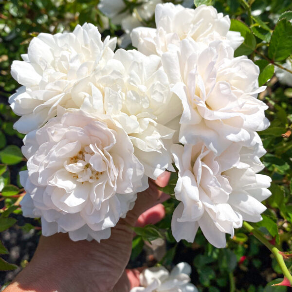 Rosa 'Sea Foam'