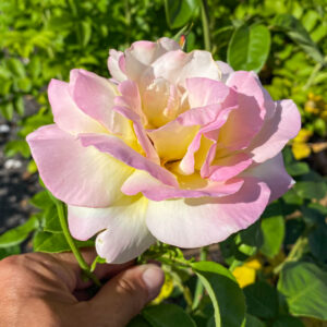 Rosa 'Peace'
