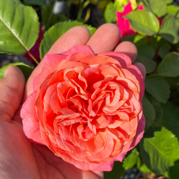 Rosa 'Mary Ann'