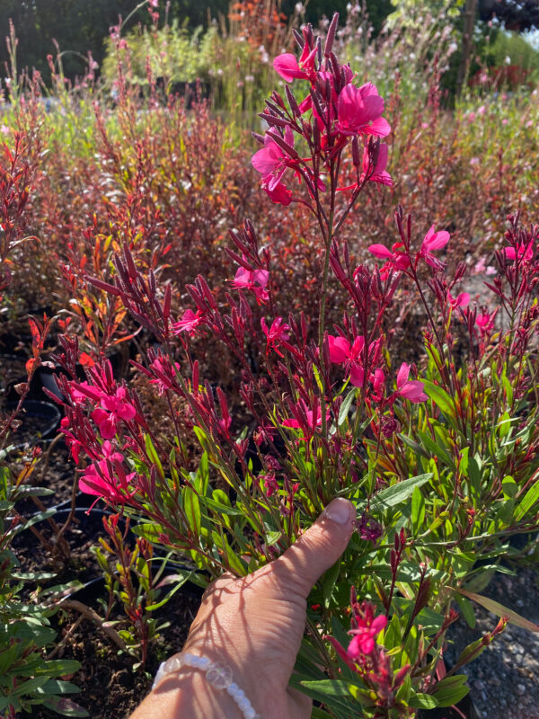 Gaura lindheimeri 'Crimson Butterflies'