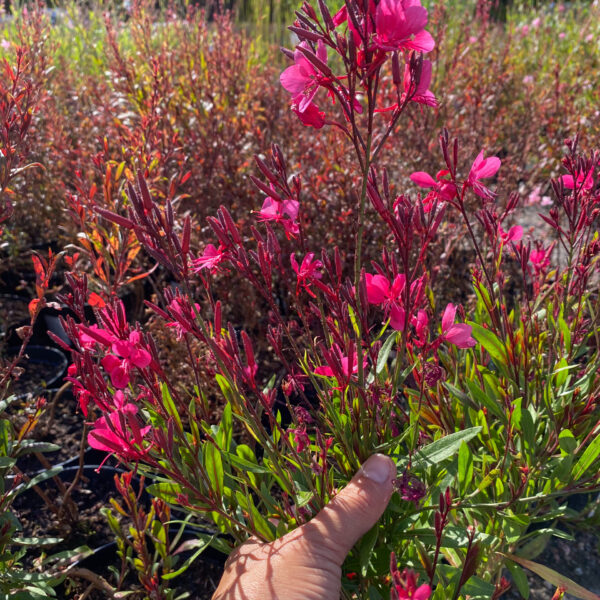 Gaura lindheimeri 'Crimson Butterflies'