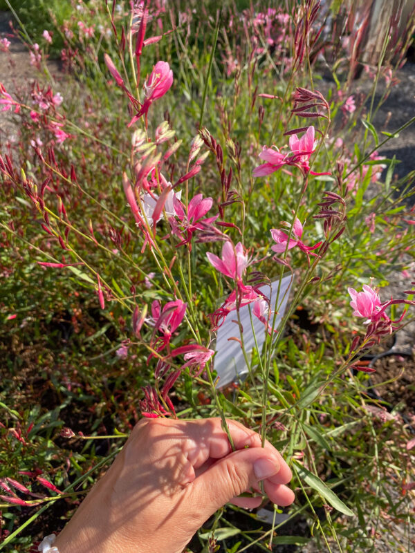 Gaura lindheimeri 'Short Form'