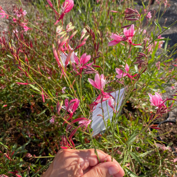 Gaura lindheimeri 'Short Form'