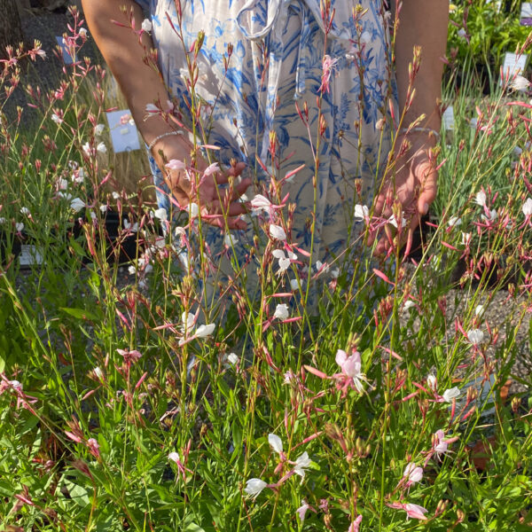 Gaura lindheimeri 'Summer Breeze'