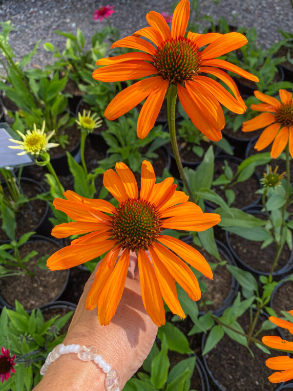 Echinacea 'Tiki Torch'