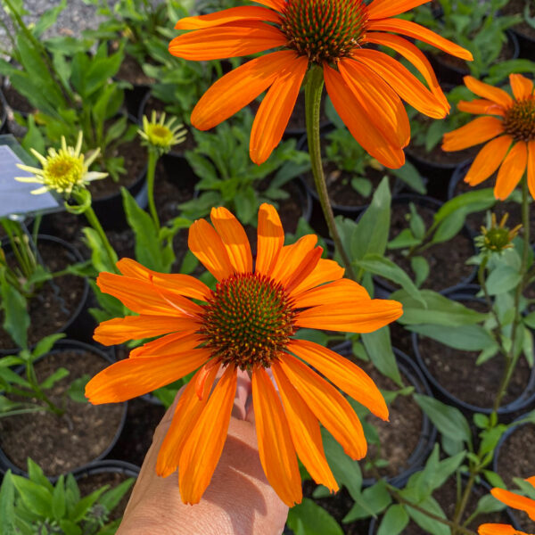 Echinacea 'Tiki Torch'