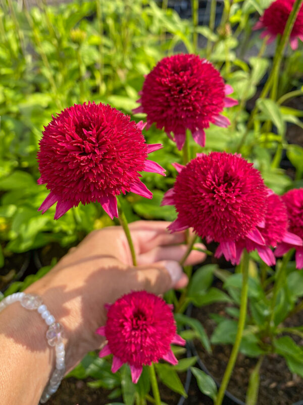 Echinacea 'Sweet Sixteen'