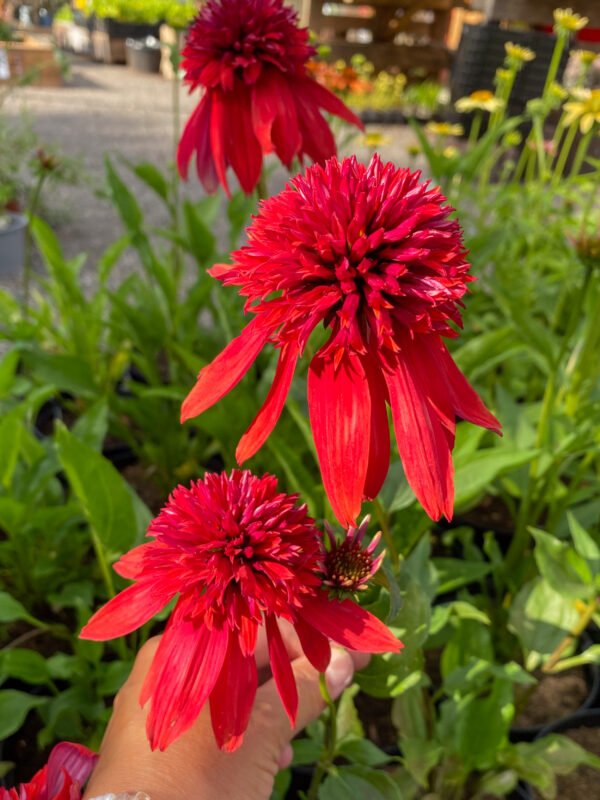 Echinacea  'Eccentric'