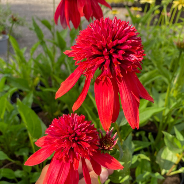 Echinacea  'Eccentric'
