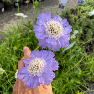 Scabiosa caucasica 'Perfecta'