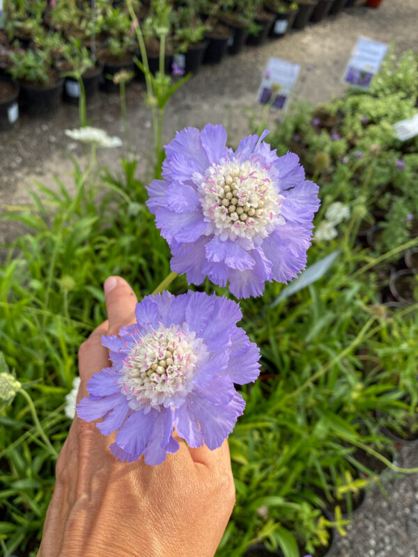 Scabiosa caucasica 'Perfecta'