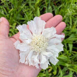 Scabiosa caucasica 'Perfecta Alba'