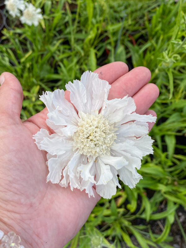 Scabiosa caucasica 'Perfecta Alba'