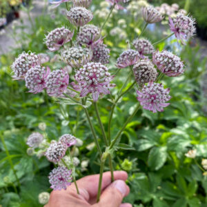 Astrantia major