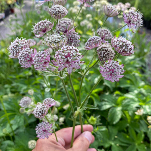 Astrantia major