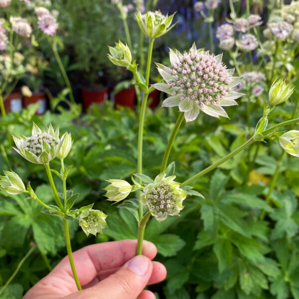 Astrantia major gracilis